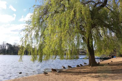 Weeping willow tree  at Heath Pond, Petersfield